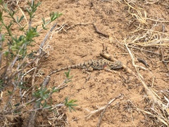 Phrynocephalus versicolor