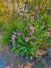 Campanula rapunculoides