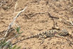 Phrynocephalus versicolor