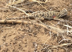 Phrynocephalus versicolor