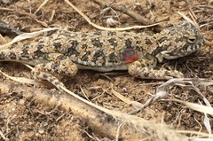 Phrynocephalus versicolor