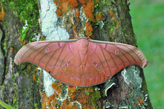 Antheraea helferi