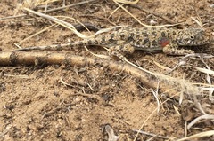 Phrynocephalus versicolor