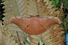 Antheraea helferi