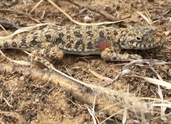 Phrynocephalus versicolor