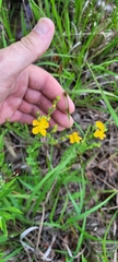 Hypericum denticulatum