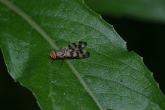Melieria crassipennis
