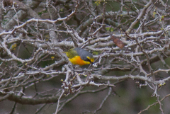 Telophorus sulfureopectus similis