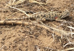 Phrynocephalus versicolor