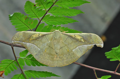 Antheraea rosieri