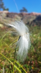 Eriophorum vaginatum