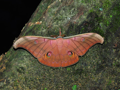 Antheraea helferi