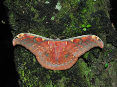 Antheraea larissa