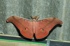 Antheraea helferi