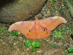 Antheraea helferi