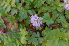 Hydrophyllum occidentale