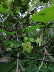 Dictyanthus hamatus