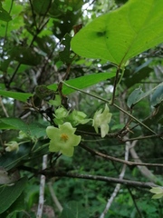 Dictyanthus hamatus