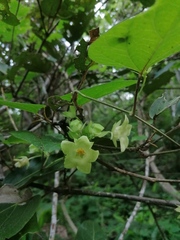 Dictyanthus hamatus