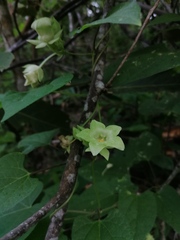 Dictyanthus hamatus