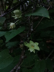 Dictyanthus hamatus