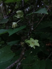 Dictyanthus hamatus
