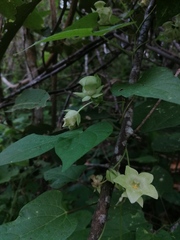 Dictyanthus hamatus