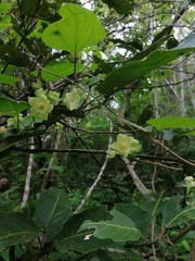 Dictyanthus hamatus