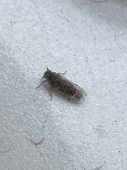 Melanoliarus maidis