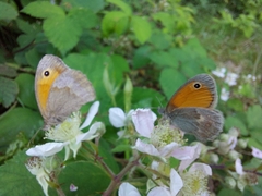 Coenonympha pamphilus