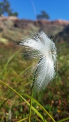 Eriophorum vaginatum