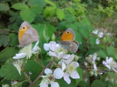Coenonympha pamphilus