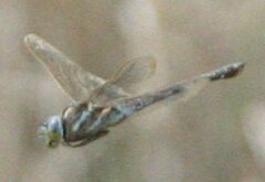 Rhionaeschna dugesi