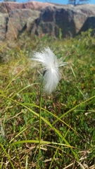 Eriophorum vaginatum