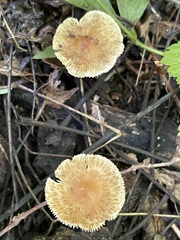 Inocybe margaritispora
