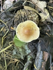 Inocybe margaritispora