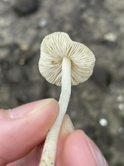 Inocybe margaritispora