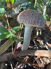 Boletellus ananas