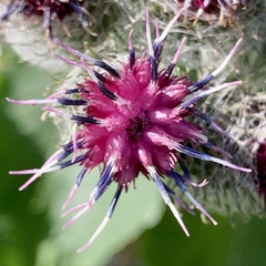 Arctium tomentosum