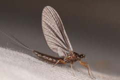 Paraleptophlebia debilis