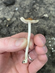 Inocybe margaritispora