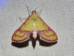 Choristostigma perpulchralis