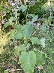 Arctium tomentosum