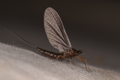 Paraleptophlebia debilis