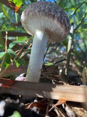 Boletellus ananas