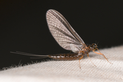 Paraleptophlebia debilis