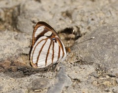 Dynamine chryseis