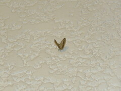 Lepidoptera
