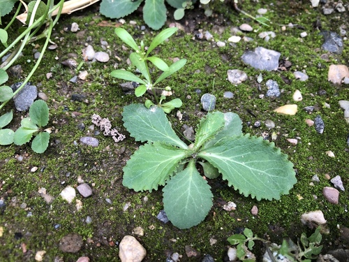Lobelia inflata iNat (2)