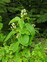 Amelanchier cusickii